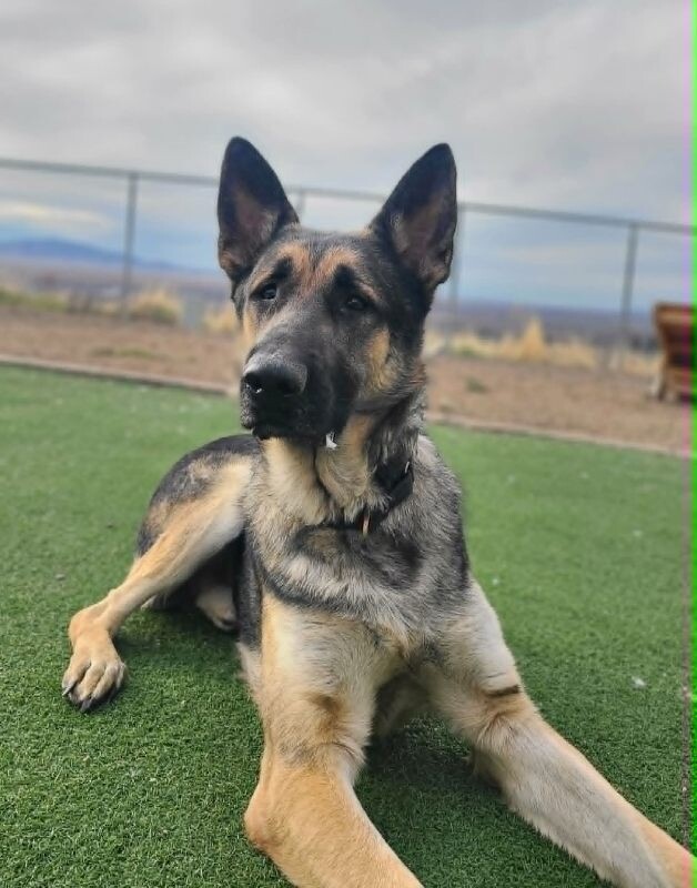 Picture of the Animal Listed